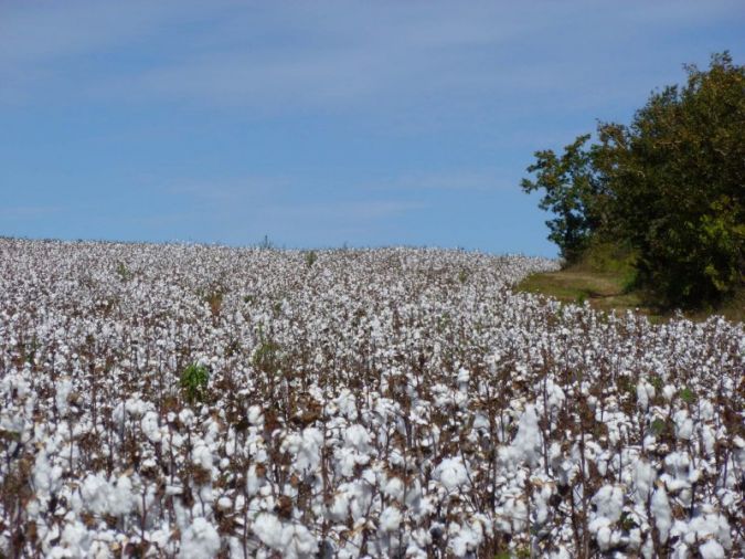 Cotton Feeds The World Textile Network