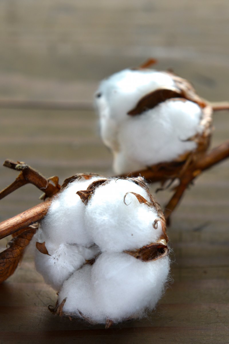 35th International Cotton Conference Bremen Use it and keep it