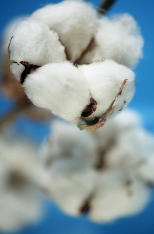 Cotton The latest developments in fiber testing textile network