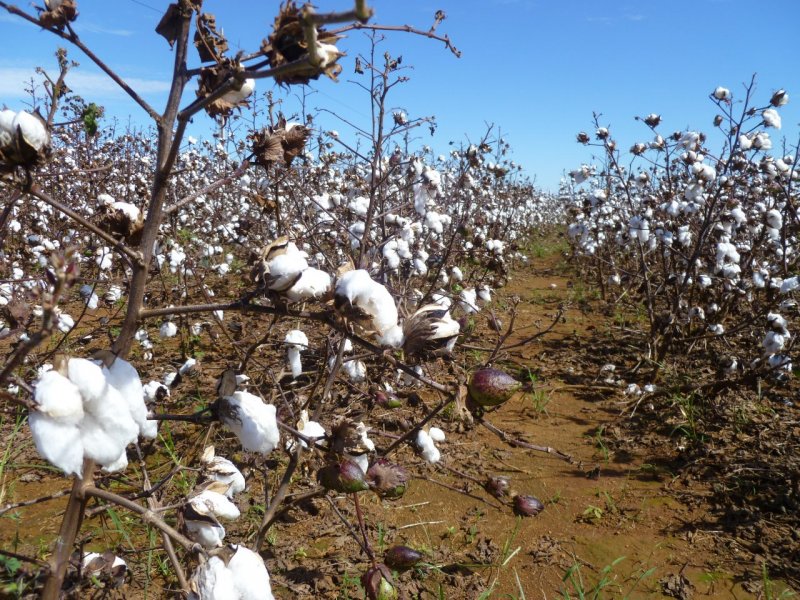 Mexico Cotton Production Recovers textile network