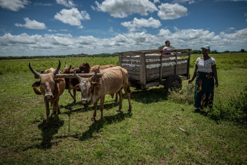 Dibella-Cotton-made-in-Africa.jpg