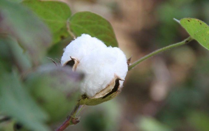 Fairtrade-Baumwolle.jpg