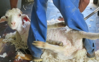 Peta-Ziegenbaby-Wolle.jpg
