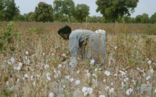 Afrika-Bremer-Baumwollboerse.jpg