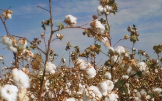 Cotonfield-Africa.jpg