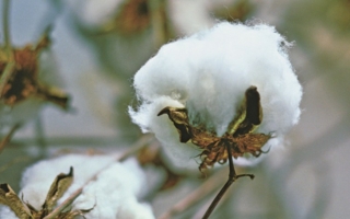 Cotton Photo: Cotton USA