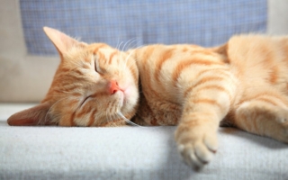 Katze.jpg