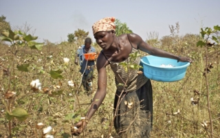Cotonea---Uganda.jpg