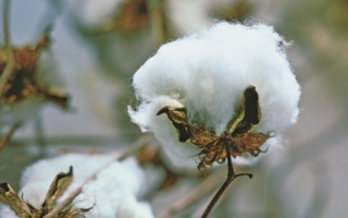 Baumwolle Photo: Cotton USA