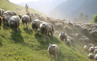 Schafe-Baur-Vliesstoffe.jpg