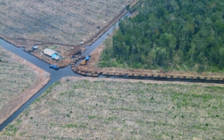 WWF---Waldzerstoerung.jpg