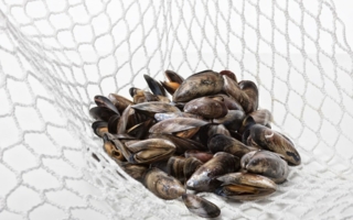 Lenzing-Muschelnetz.jpg