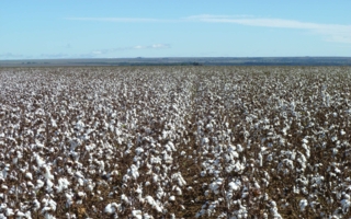 cotton field BBB1