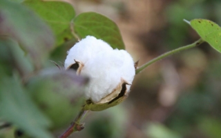 Fairtrade-Baumwolle.jpg