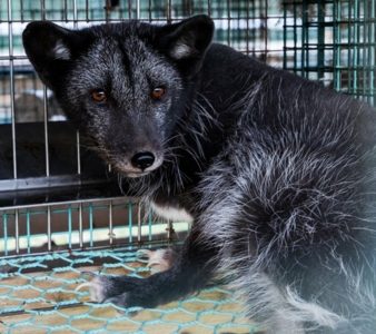 Pelz-Fuchs-Vier-Pfoten.jpg