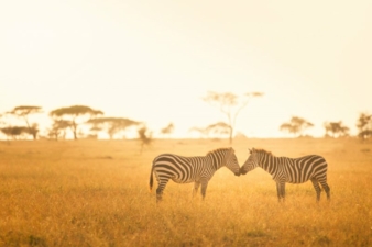 Zebras-Afrika-Savanne.jpeg