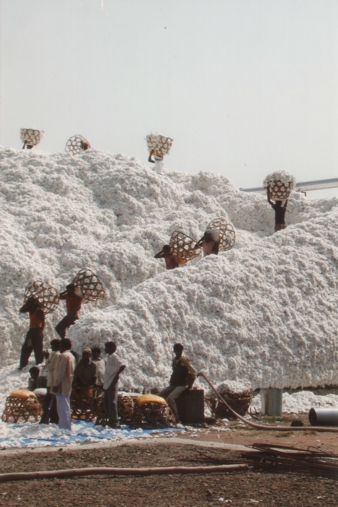 Indien-Baumwolle.jpg