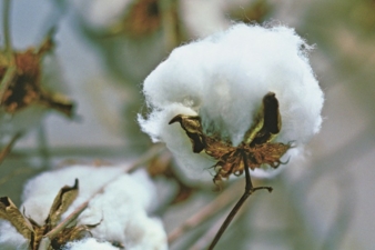 Cotton Photo: Cotton USA