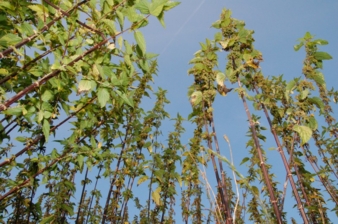 Although the leaves of the stinging nettle can cause pain and itching if you touch them, the fibres of the nettle plant are surprisingly soft. Matt...