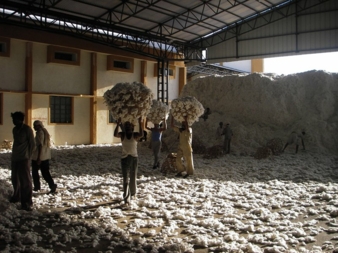 Baumwolle-Indien.jpg
