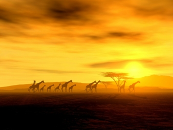 Afrika ist im Kommen lautet das Fazit des Forums Photo: fotolia