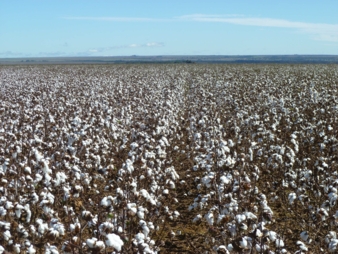 cotton field BBB1