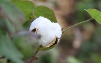 Fairtrade-Baumwolle.jpg
