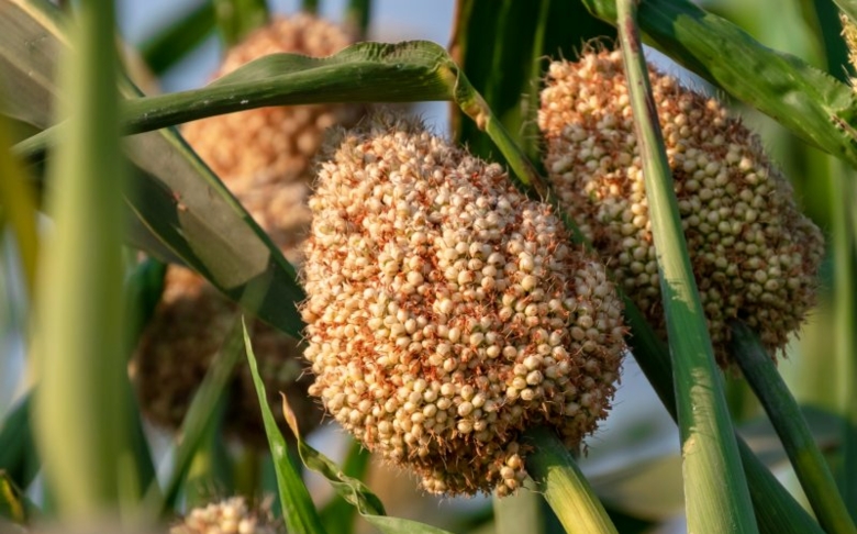 Reinventing fashion with sorghum